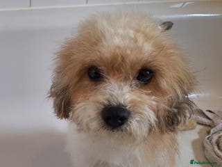 Shihpoo dogs Shihpoo female 5 years old - Advert 4