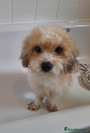 Shihpoo dogs Shihpoo female 5 years old - Advert 1