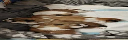 Shih Tzu dogs for stud: Handsome Shih Tzu available for stud - Advert 9