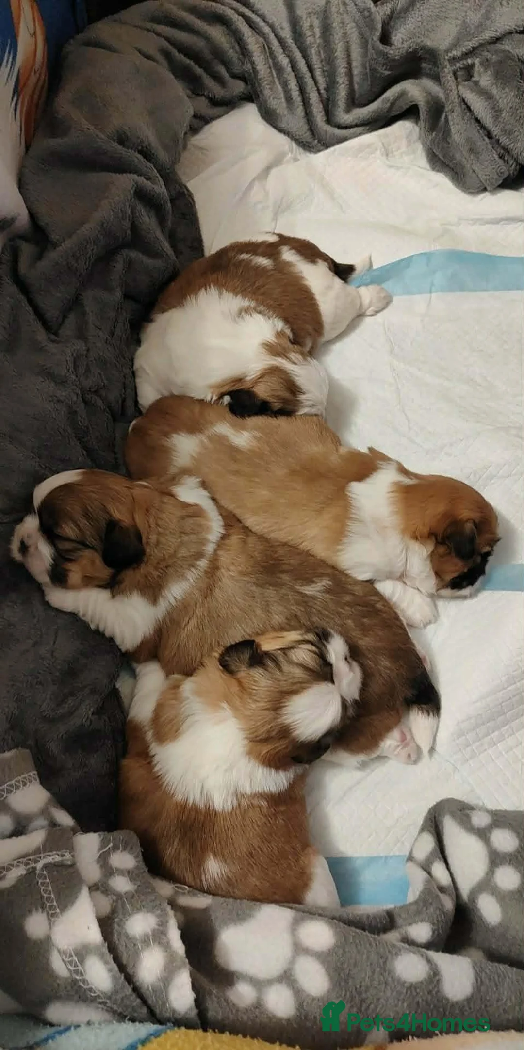 Shih Tzu dogs for stud: Handsome Shih Tzu available for stud - Advert 9