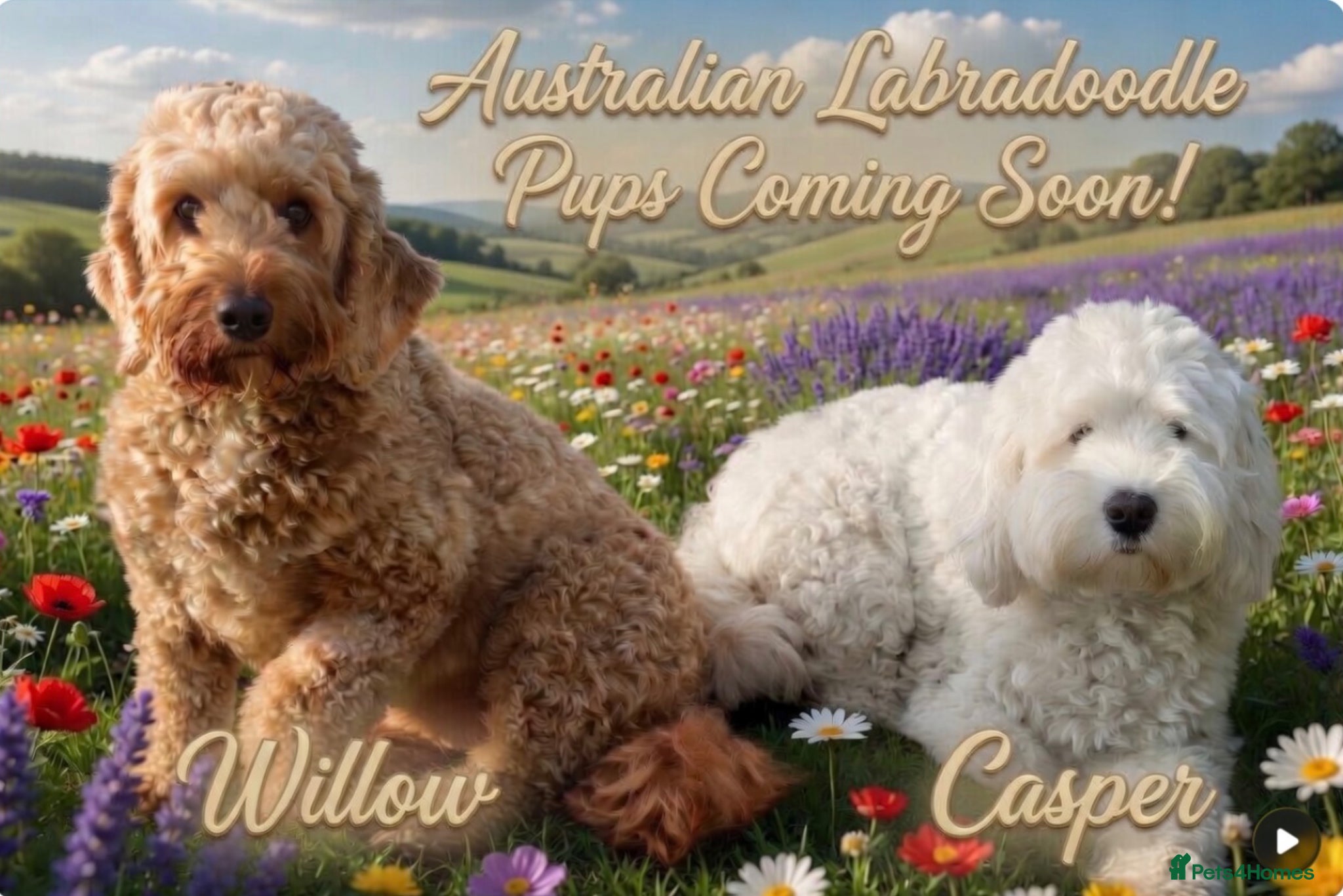 Australian Labradoodle dogs Fully health tested Australian Labradoodle puppies - Advert 2