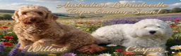 Australian Labradoodle dogs for sale: Fully health tested Australian Labradoodle puppies - Advert 1
