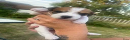 Jack Russell dogs for sale: Jack Russel terrier mix puppies not pure!  - Advert 1