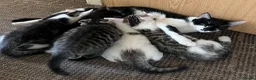 Mixed Breed cats for sale: 6 Lovely Kittens for sale  - Advert 2