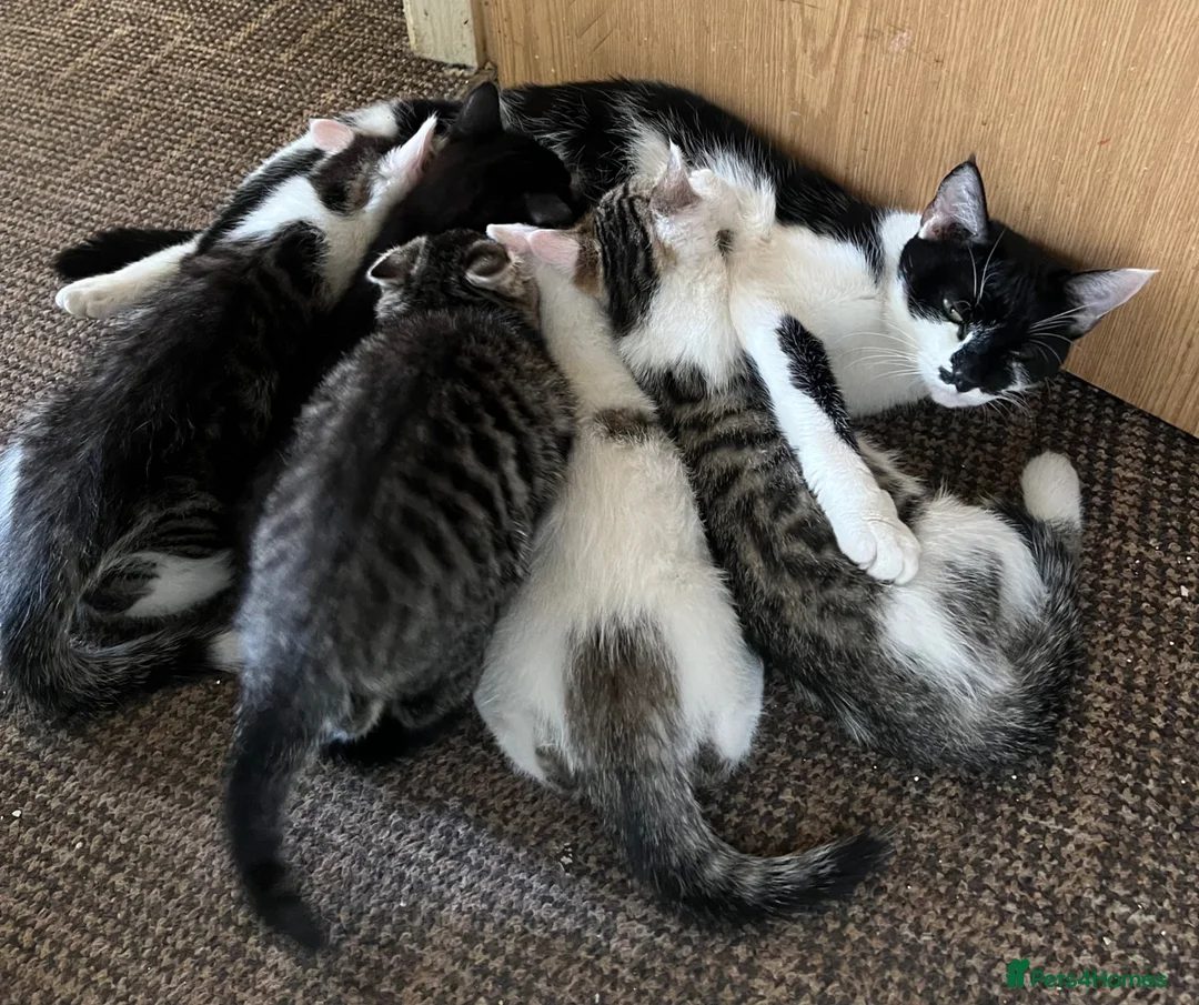 Mixed Breed cats for sale: 6 Lovely Kittens for sale  - Advert 2