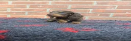 Miniature Dachshund dogs for sale: KC REGISTERED BEAUTIFUL MINIATURE LONGHAIRS - Advert 9