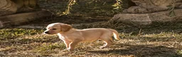 Cockerdor dogs for sale: Beautiful Red & Golden Cockerdor Puppys in Sleaford - Advert 6