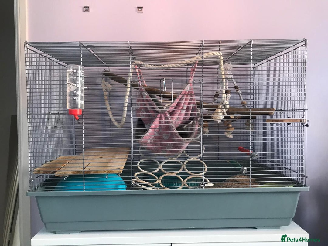 Rat rodents for sale: 😢 IT IS TIME. Ozzy and Murphy Need a New Home 🐀  - Advert 4