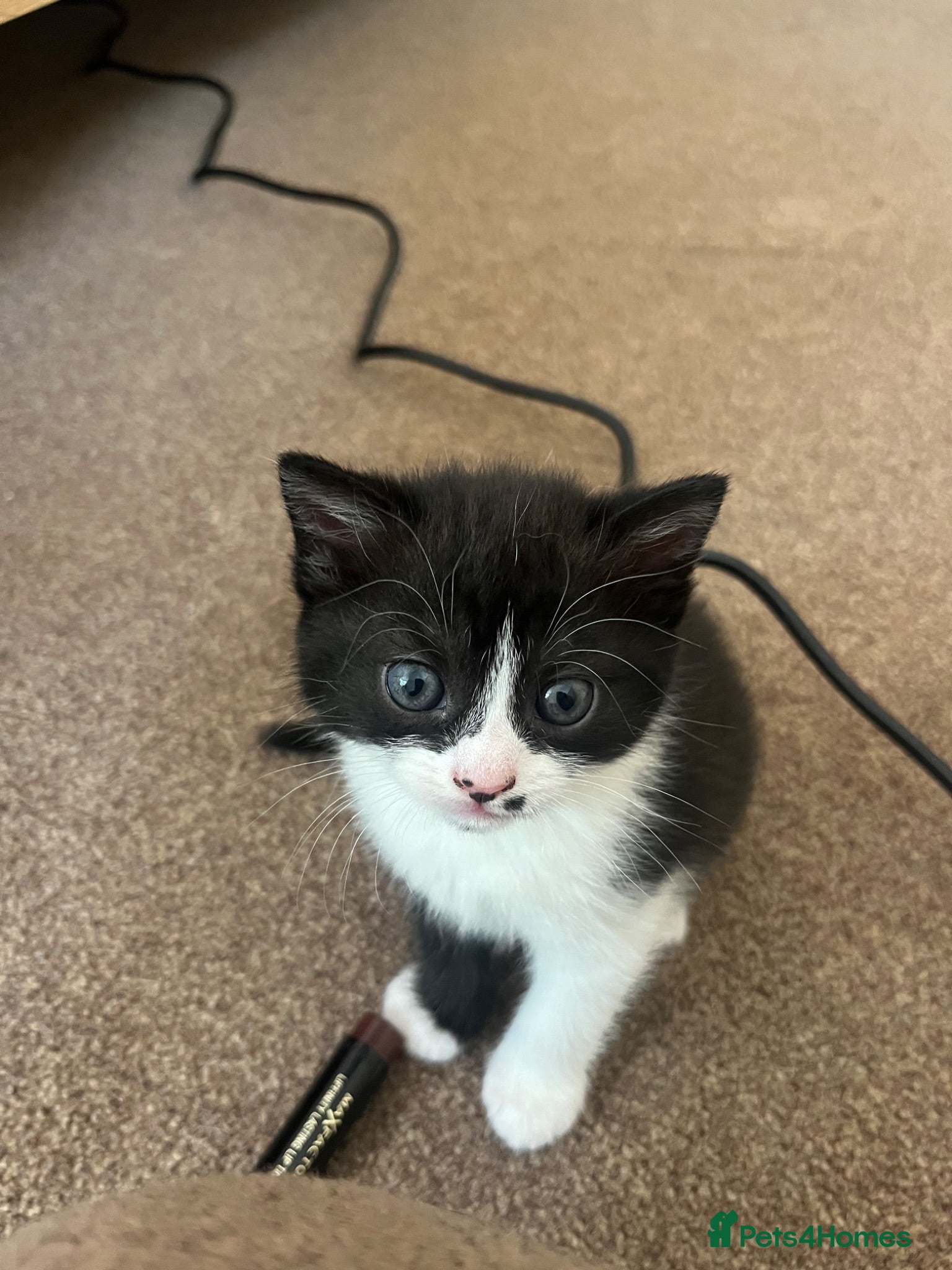 Mixed Breed cats 2 Beautiful kittens ready in 2 weeks in Malvern - Advert 15