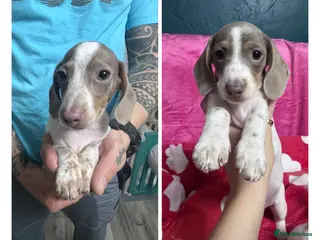 Miniature Dachshund dogs Ready now -2 cute piebald miniature dachshunds - Advert 6