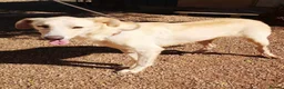 Mixed Breed dogs for adoption: 🐾💔 Yogui Needs a Home 💔🐾 - Advert 10