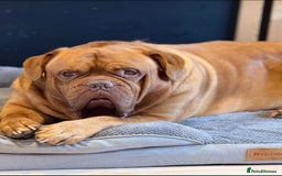 Dogue De Bordeaux dogs for sale: Looking for his final and forever home - Image 3
