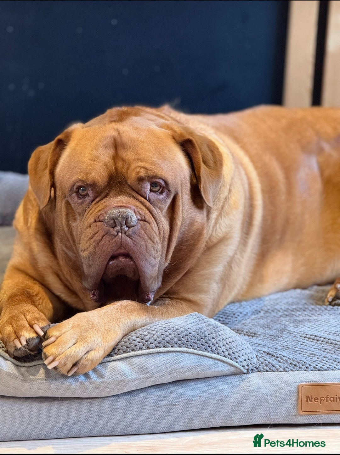 Dogue De Bordeaux dogs for sale: Looking for his final and forever home - Image 3