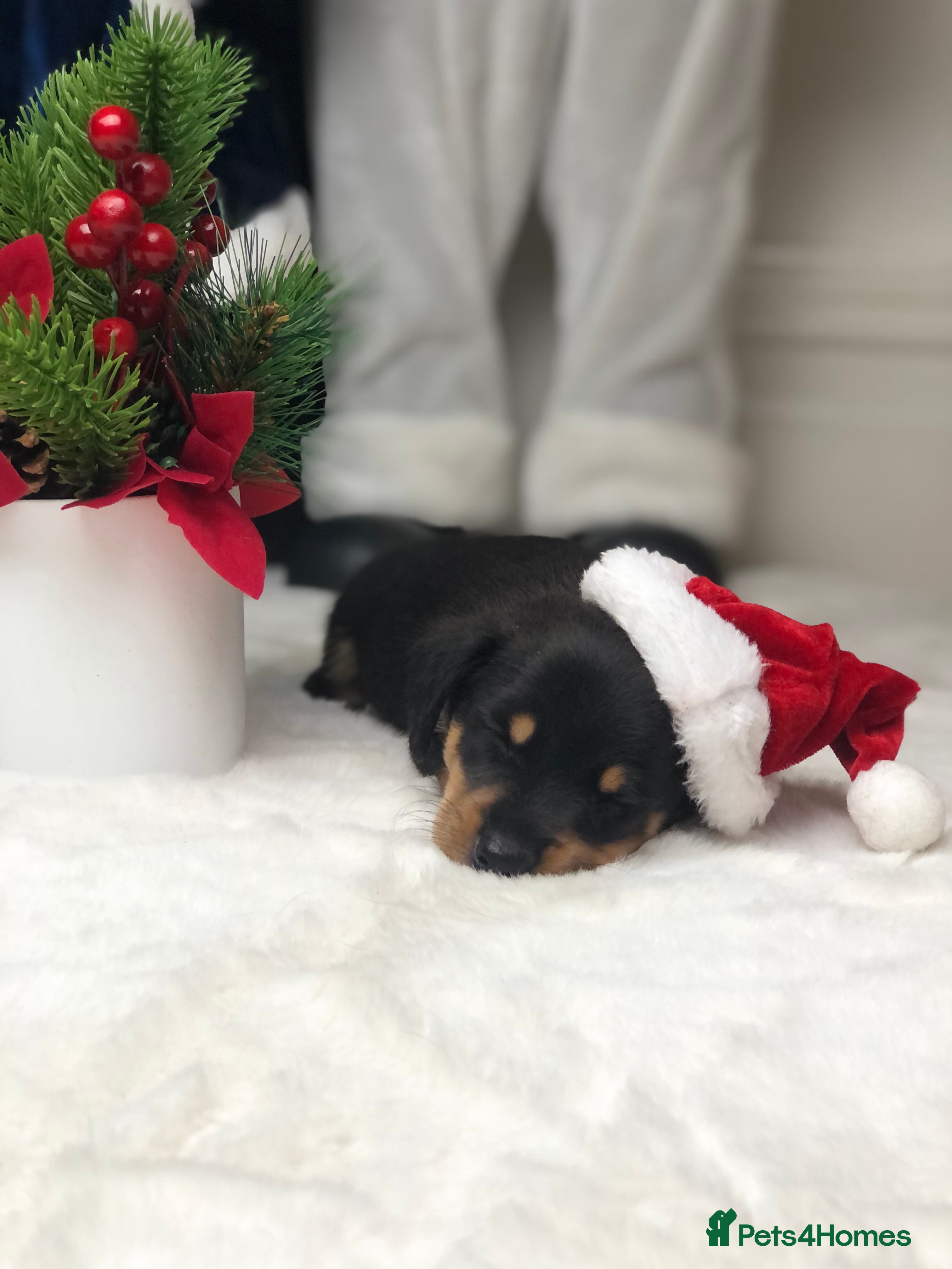 Miniature Dachshund dogs Smooth haired miniature dachshunds available🐶🐾🩷 - Advert 6