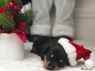 Miniature Dachshund dogs Smooth haired miniature dachshunds available🐶🐾🩷 - Advert 5