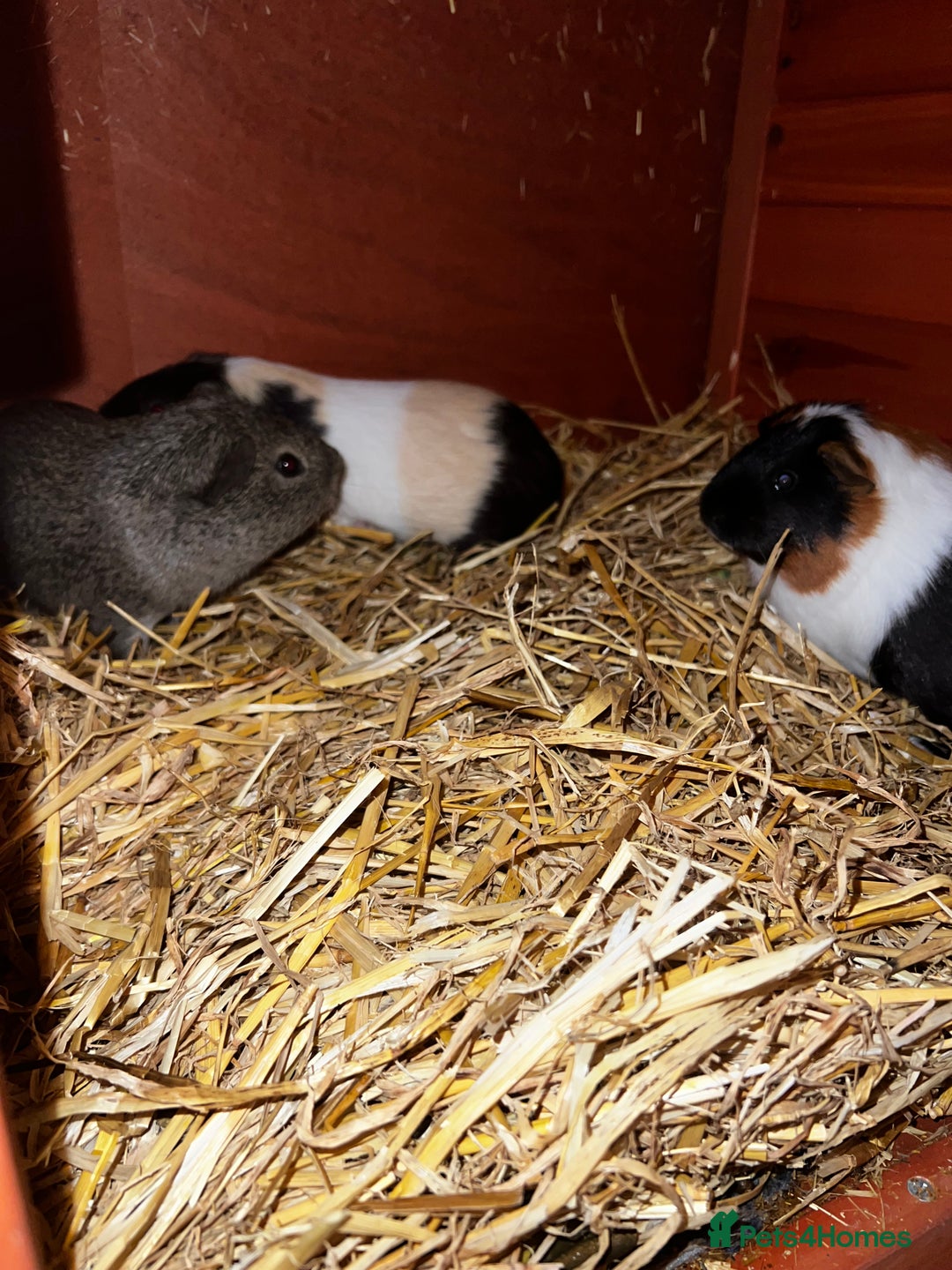 Guinea Pig rodents for sale: Male guinea pig - Advert 2
