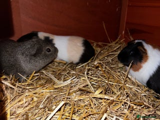 Guinea Pig rodents Male guinea pigs - Advert 19
