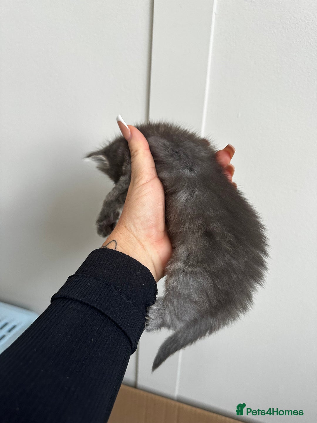Mixed Breed cats for sale: Kittens  - Image 15