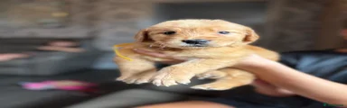 Yellow boy 