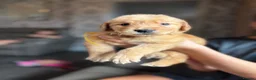 Golden Retriever dogs for sale: Beautiful golden retriever puppies  - Advert 19