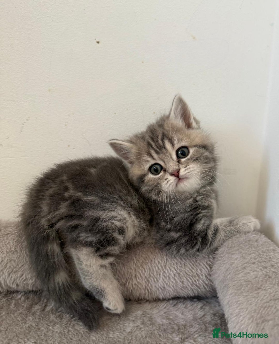 Mixed Breed cats for sale: British long hair  - Advert 20