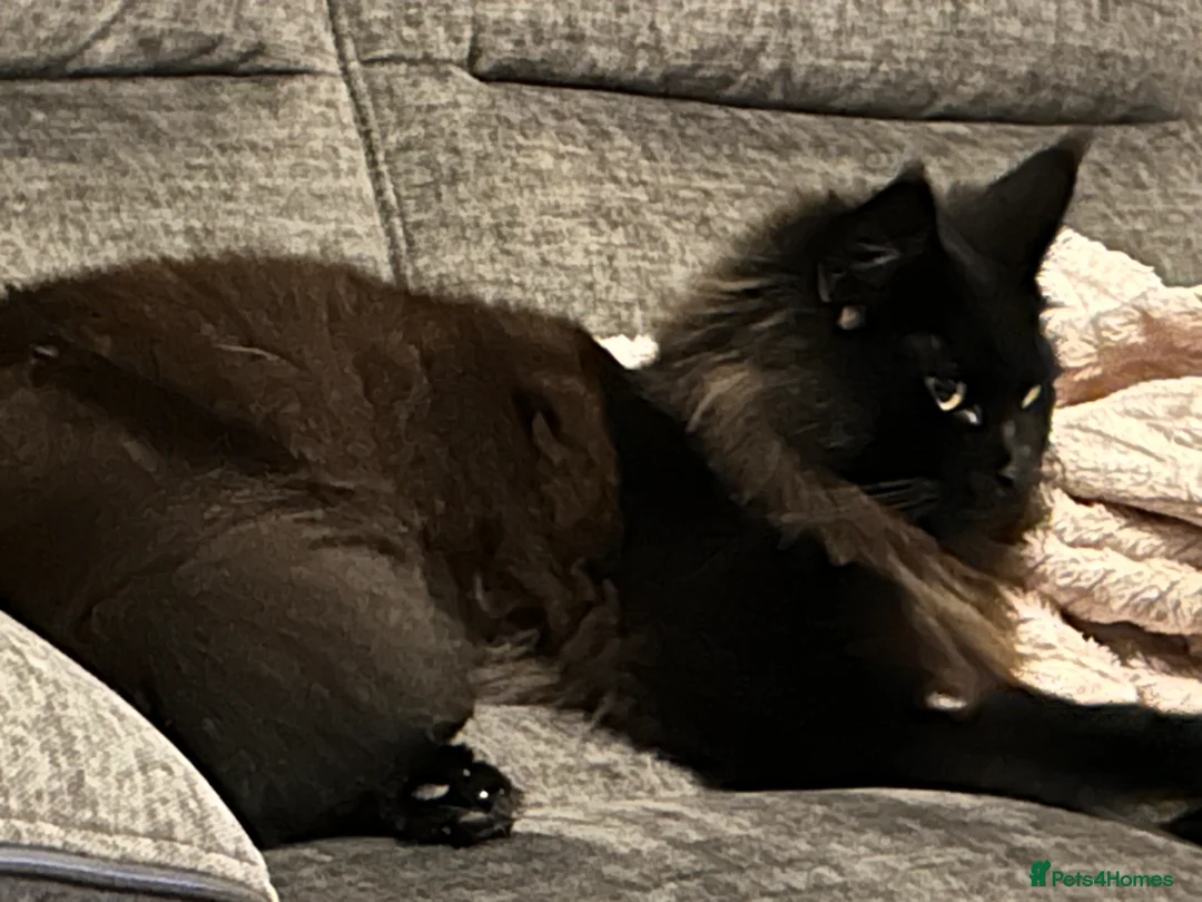 Maine Coon cats for sale: Beautiful female Maine coon  - Advert 2