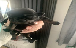 Pug dogs for sale: Husky pugs  - Image 3