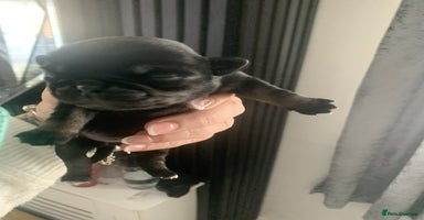 Pug dogs - Advert 12