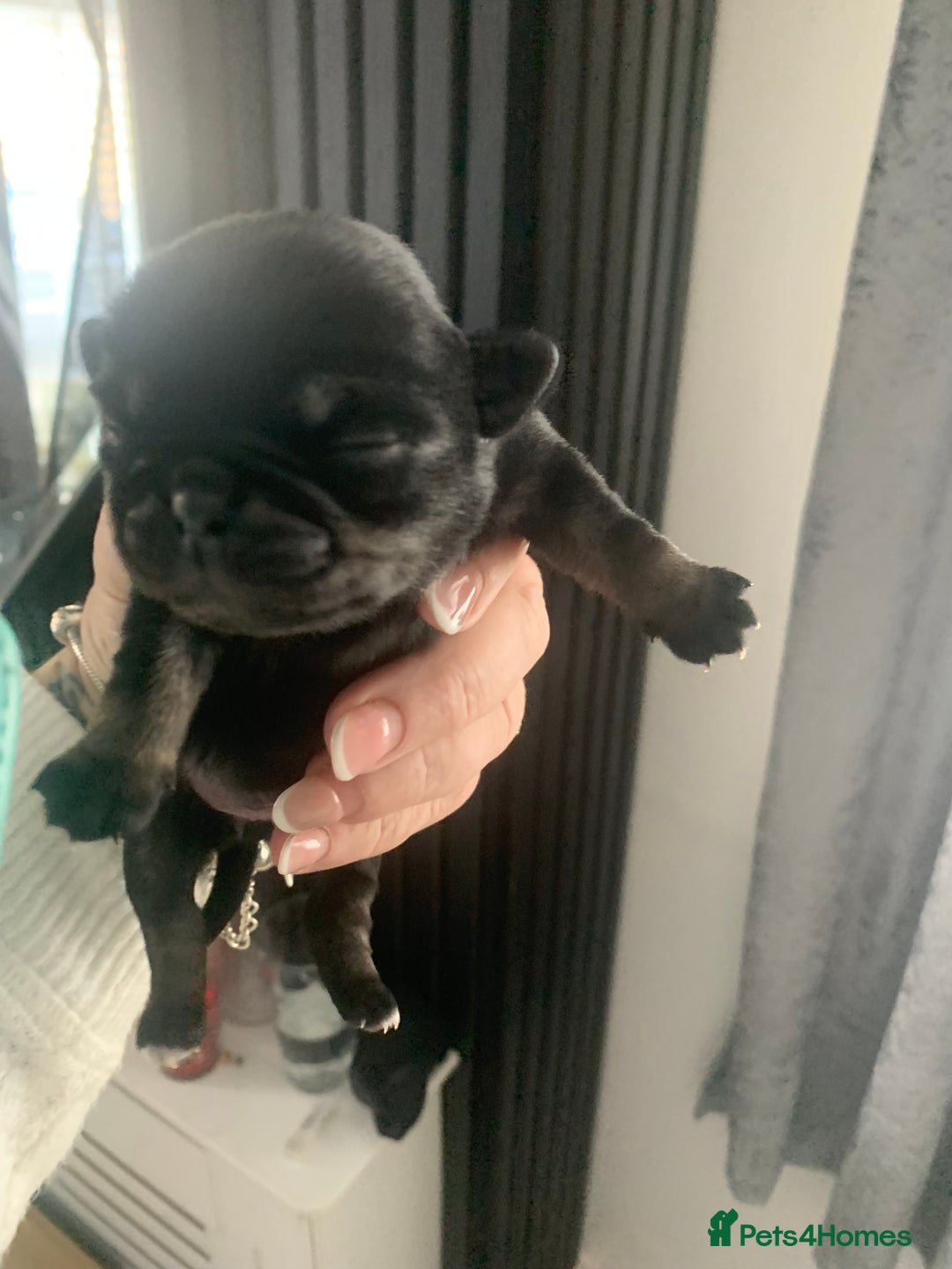 Pug dogs for sale: Husky pugs  - Image 3