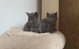 British Shorthair cats for sale: British shorthair blue/lilac kittens  - Image 14