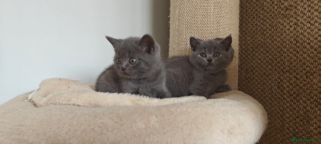 British Shorthair cats for sale: British shorthair blue/lilac kittens  - Image 14