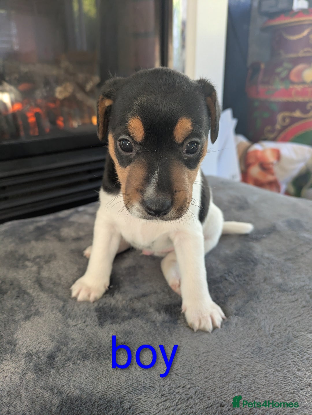 Jack Russell dogs for sale: Pure Jackrussells  - Advert 2