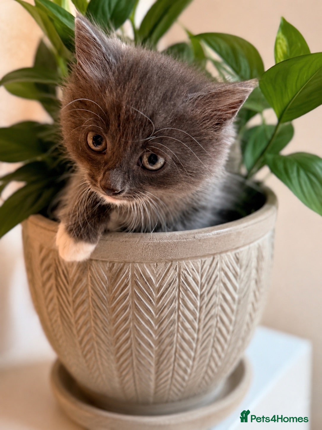 Mixed Breed cats Beautiful & very social kittens for sale - Advert 2