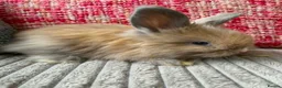 Lionhead rabbits for sale: English Full Face Angora Kits - Advert 10