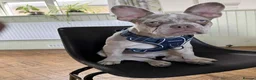 French Bulldog dogs for stud: Loki  - Advert 2