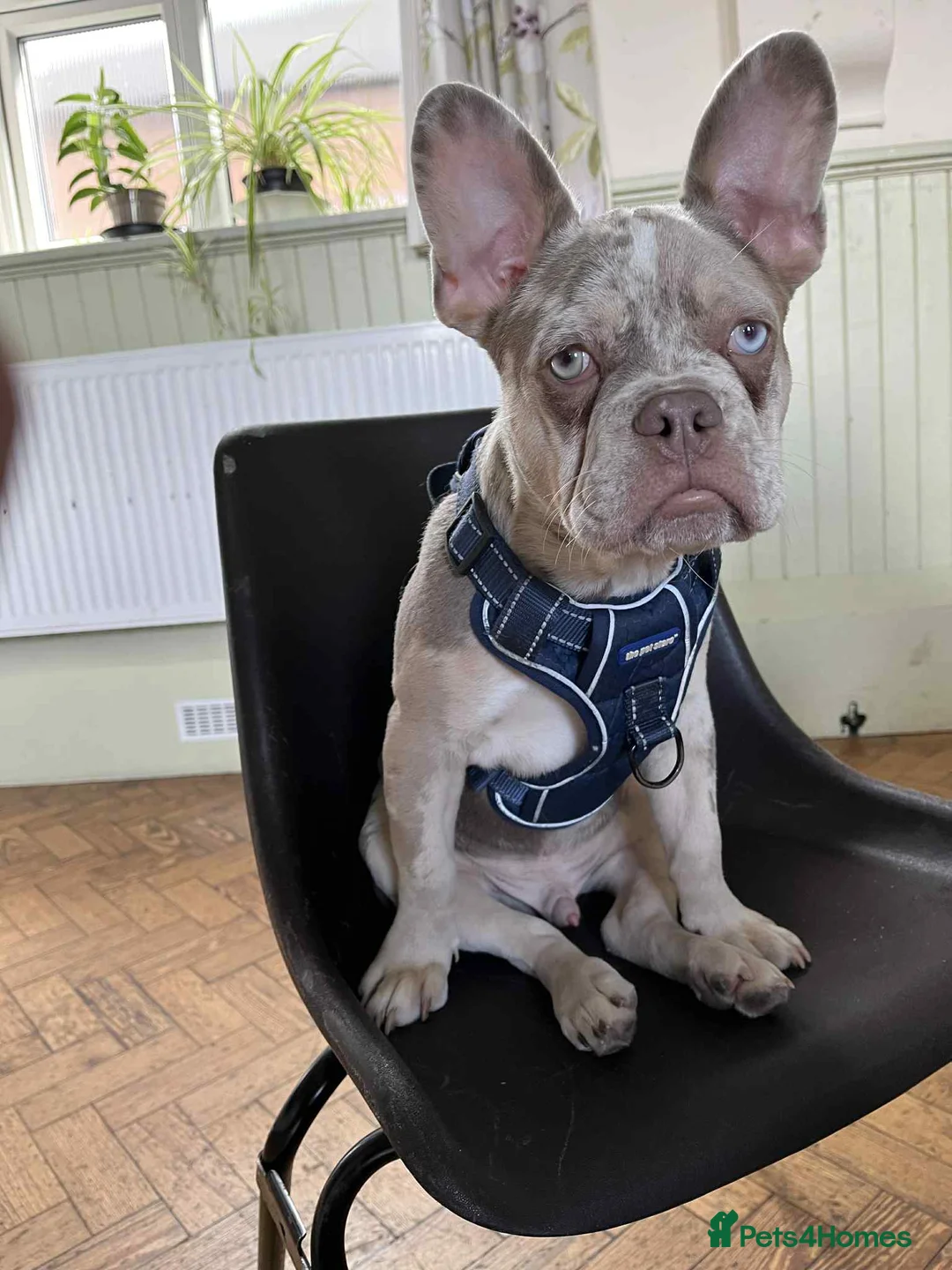 French Bulldog dogs for stud: Loki  - Advert 2