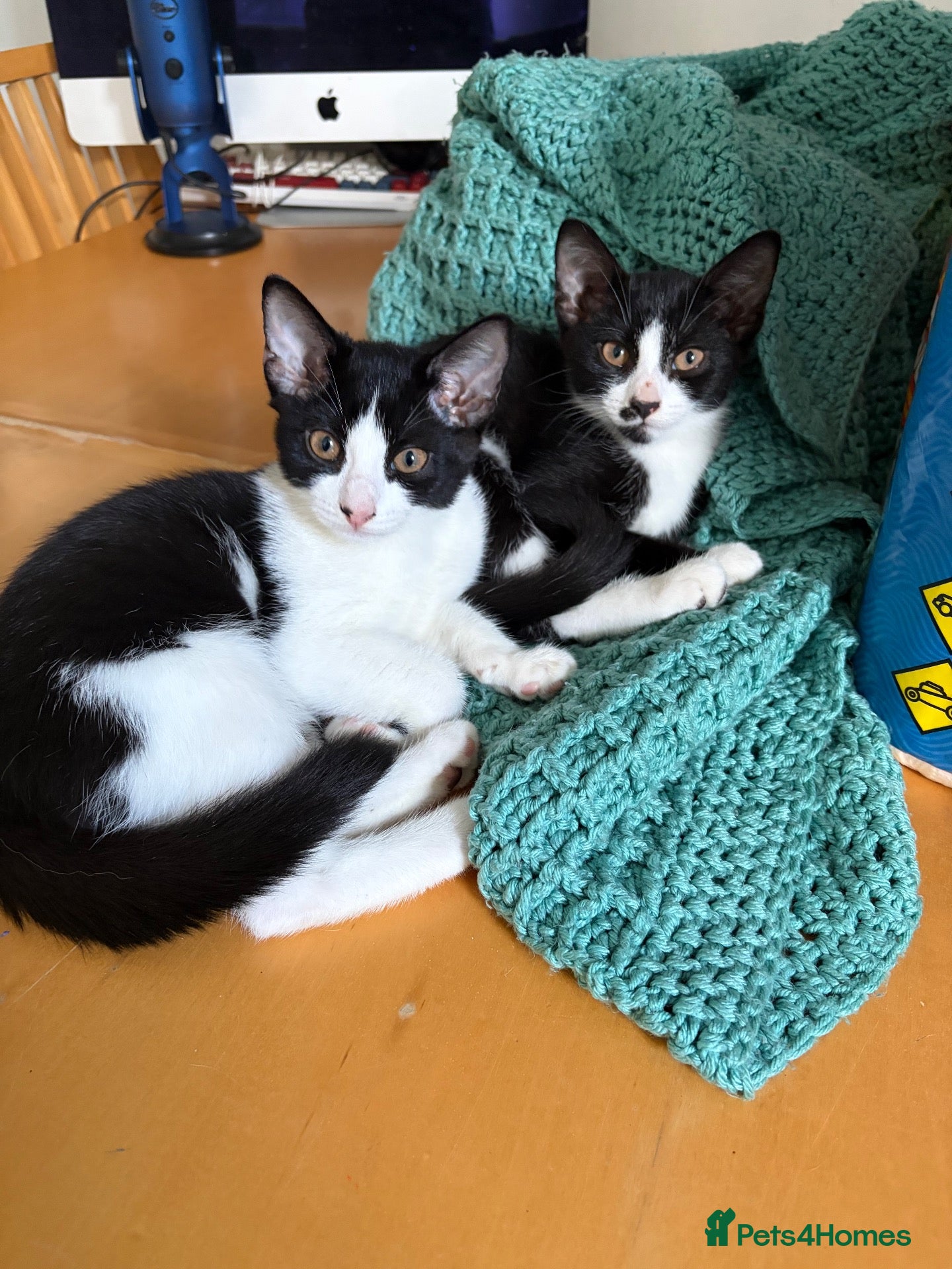 Mixed Breed cats Two sister need to be homed together  - Advert 3