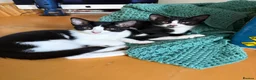 Mixed Breed cats for sale: Two sister need to be homed together  - Advert 1