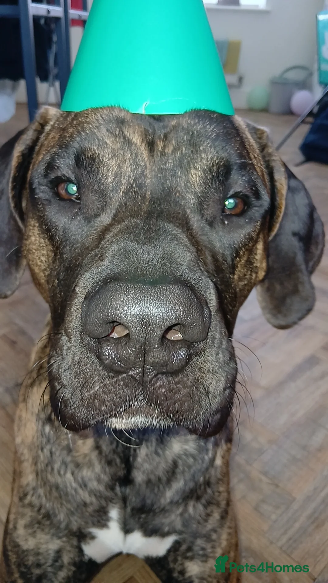 Presa Canario dogs for sale: Presa Canario  - Advert 2