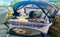 Pug dogs for sale: Stunning Puppy Unique Blue Eye Very Loving - Image 8