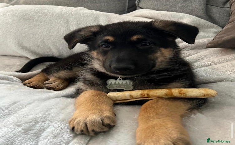 German Shepherd dogs - Advert 13