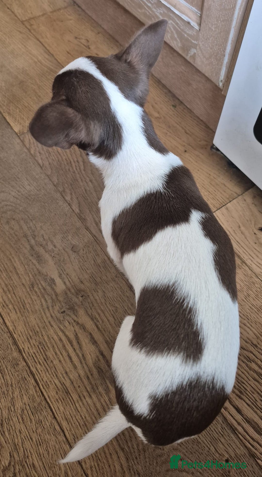 Chihuahua dogs for sale: ❤️‍🔥KC Chihuahua Girl READY NOW ❤️‍🔥  in Dagenham - Image 5