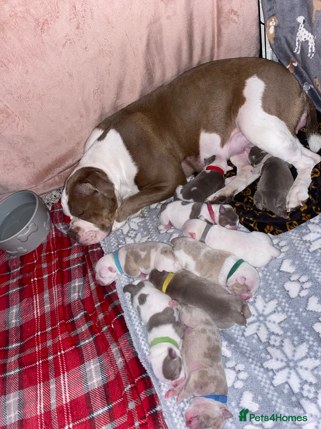 Olde English Bulldogge dogs for sale: Olde English Bulldogge litter - Advert 1
