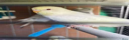 Budgerigars birds for sale: Baby budgies for sale  - Advert 11