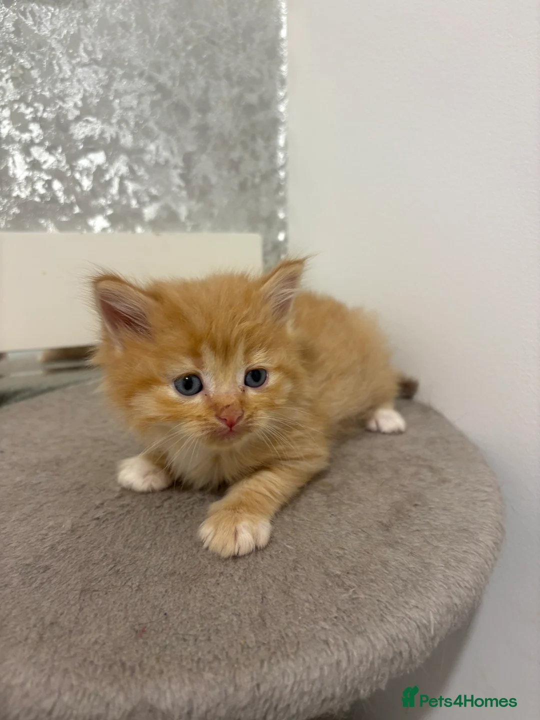 Mixed Breed cats for sale: Gorgeous British short hair cross kittens  - Advert 2