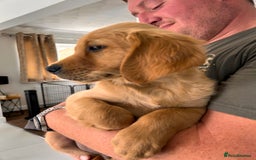 Golden Retriever dogs for sale: Golden Retriever Puppies  - Image 16