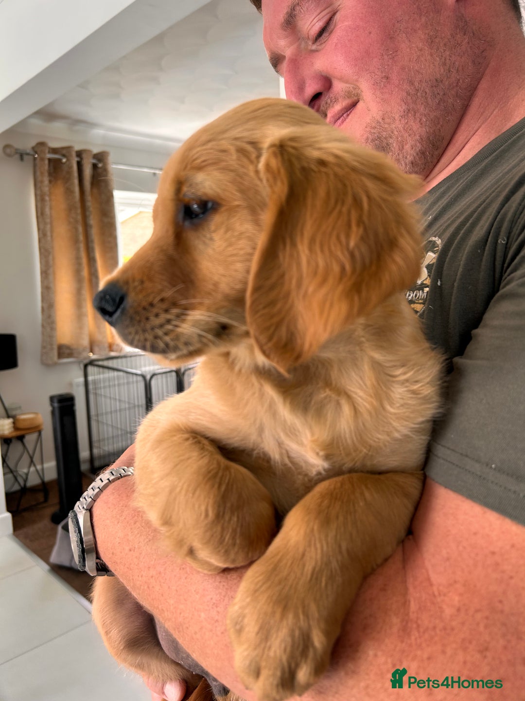 Golden Retriever dogs for sale: Golden Retriever Puppies  - Image 16