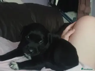 Mixed Breed dogs CANE COLLIE hybrid - Advert 14