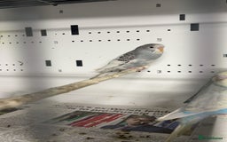 Budgerigars birds for sale: Beautiful baby budgies for sale  - Image 3