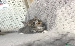 Mixed Breed cats for sale: Gorgeous Tabby kittens 7 weeks old  - Image 9